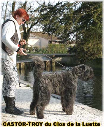 bouvier des flandres du clos de la luette - copyright déposé